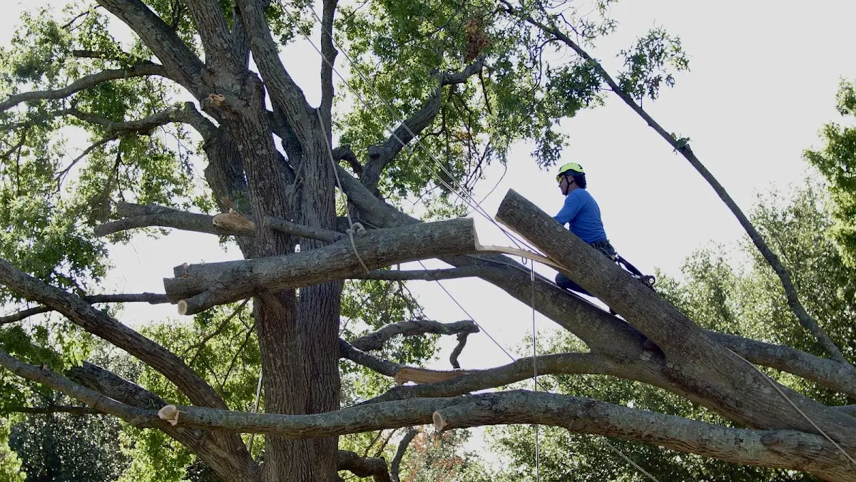 Professional Crown Thinning performed by certified arborists in Ridge