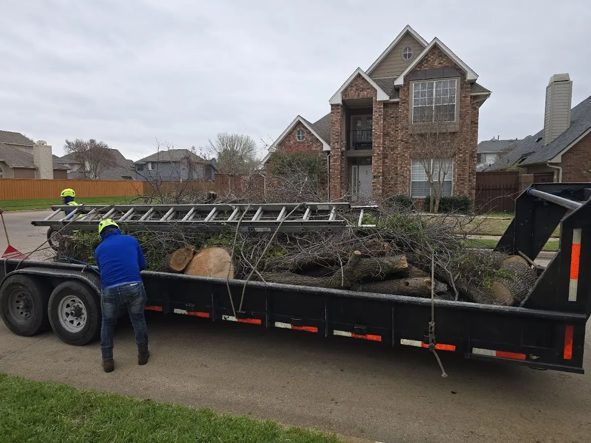Expert Tree Removal with proper safety equipment in Ridge